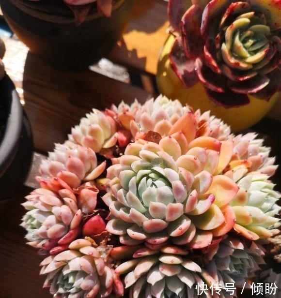 颗粒土养多肉,能养出好状态?小白最容易吃亏,状态跟土没关系