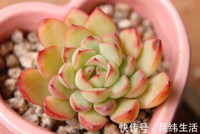 药片|养多肉只知道“少浇水多晒太阳”早不行了,还得这样做