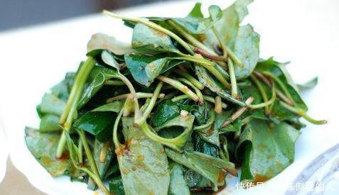 养宫|女人养宫就是保命,3种野菜,养宫护宫,调节内分泌,为健康了解