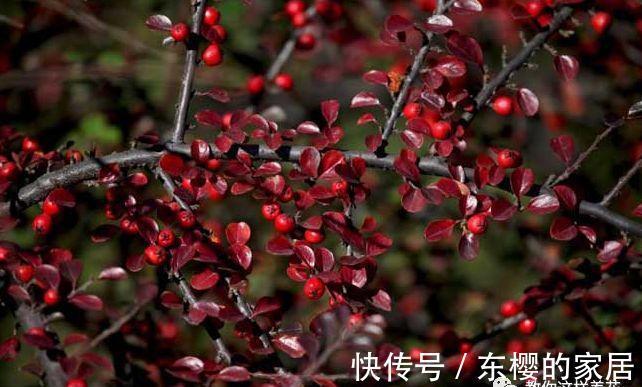 邻居捡到野货树桩,种盆里价值不菲,羡慕啊!
