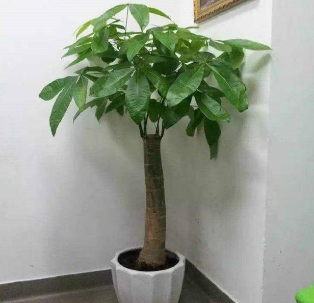 想要养好发财树,学会“浇水”小技巧,根不烂,叶不黄,整年油绿