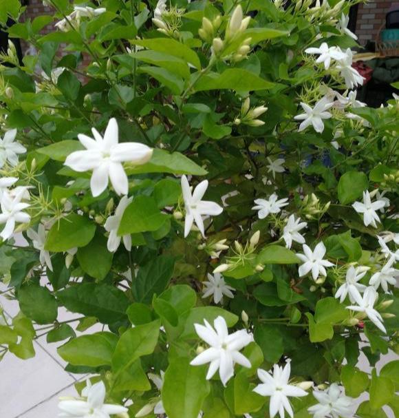 大太阳|夏天养花,就养“耐晒花”,越晒花越香,阳台变花海