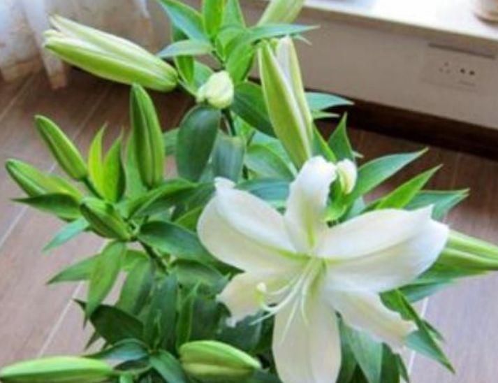 几种花,开花漂亮又好养,堪称是“开花机器”,养在阳台极美了