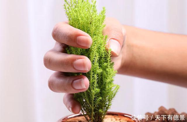 4种花可以养在卧室,好养容易打理,养人又“养气”