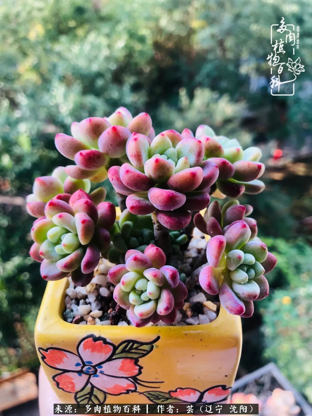 血罗|万物皆有灵性，一年四季有多肉陪伴真好！