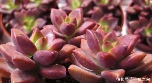 花月夜|3种多肉植物,号称“爆崽小天才”,遇水疯长,养成群生肉墩子!