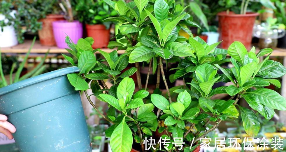 秋天给花换盆后，3件事不要做，不然难服盆，叶片还发黄