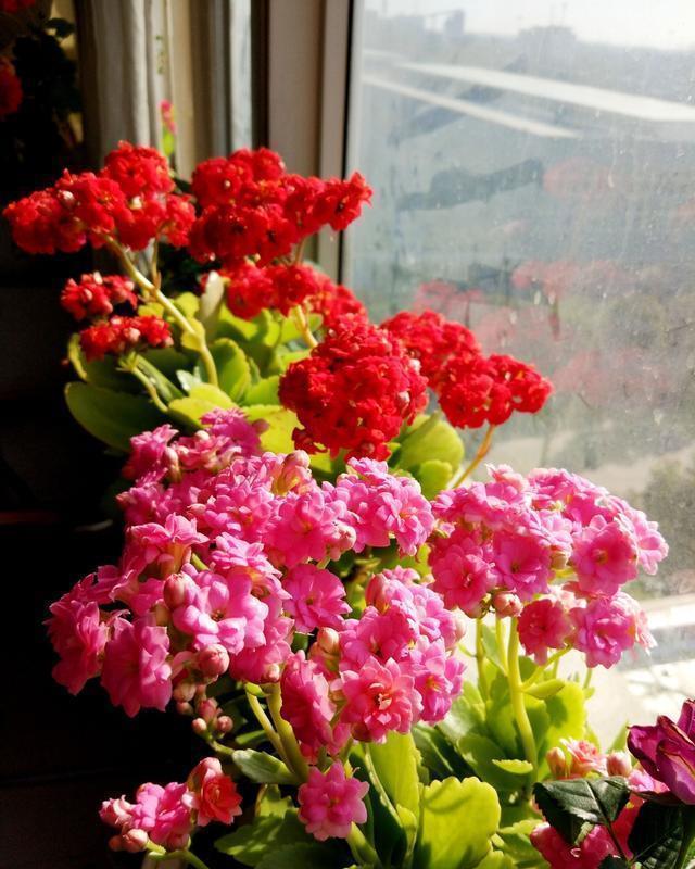 长寿花|入冬以后,君子兰、长寿花来点催花剂,花开多1倍,别忽视