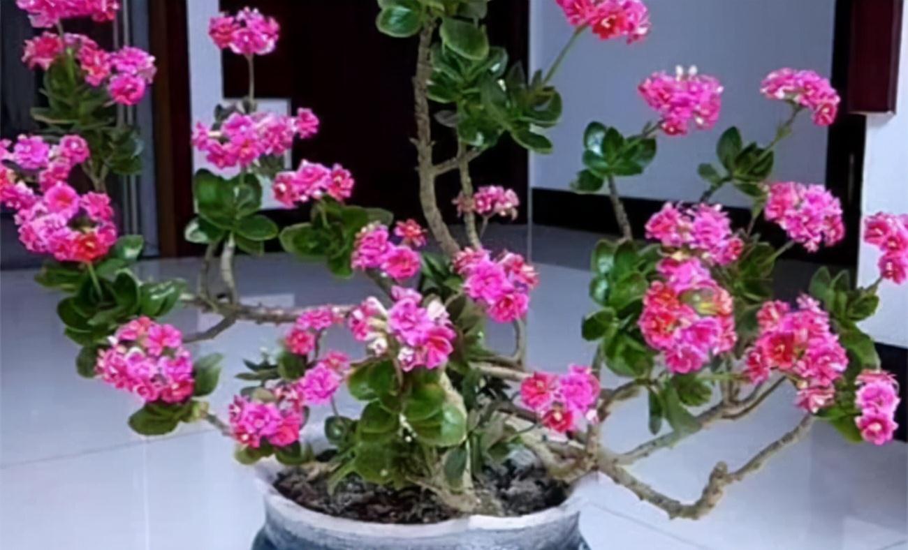 公认好养的“五种花”,漂亮又大气,还能养成老桩,越养越有价值