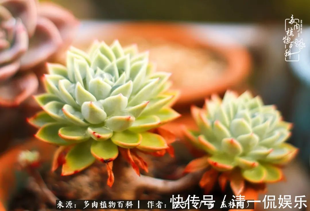 为了爱情|为了爱情来到陌生城市,偶遇多肉,地老天荒的爱恋!