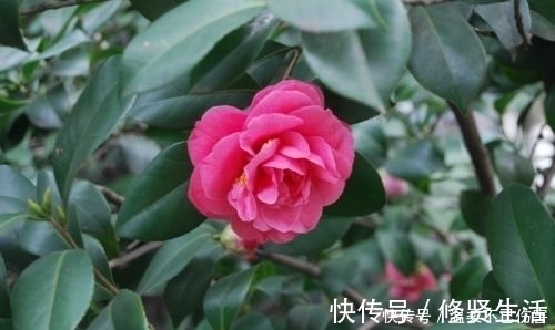 家庭和睦|可喜可贺,孩子若是出生在这三月,事业终有大成就,一生享福不停