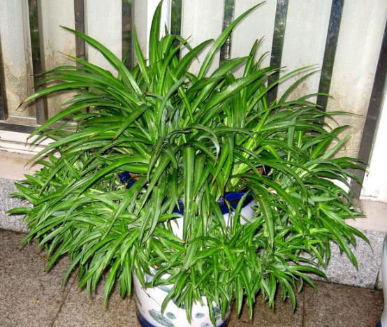 吊兰|吊兰长的慢还瘦做好关键几点,叶子又肥又绿蹭蹭长,爆成绿瀑布