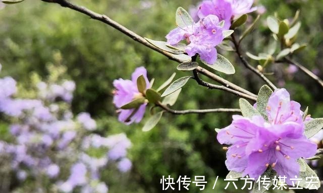 杜鹃花|青海夏季的山坡是这么的美丽，杜鹃花是最好的花