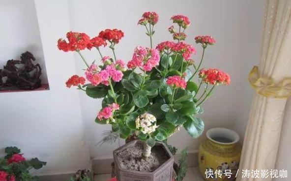 冬日长寿花开完花后，马上动手做4件事，10天就能迎来下一波花