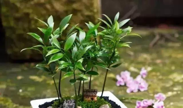 生根|这几种“小药片”可别扔了,放水里搅一搅,促生根开花还能防烂根