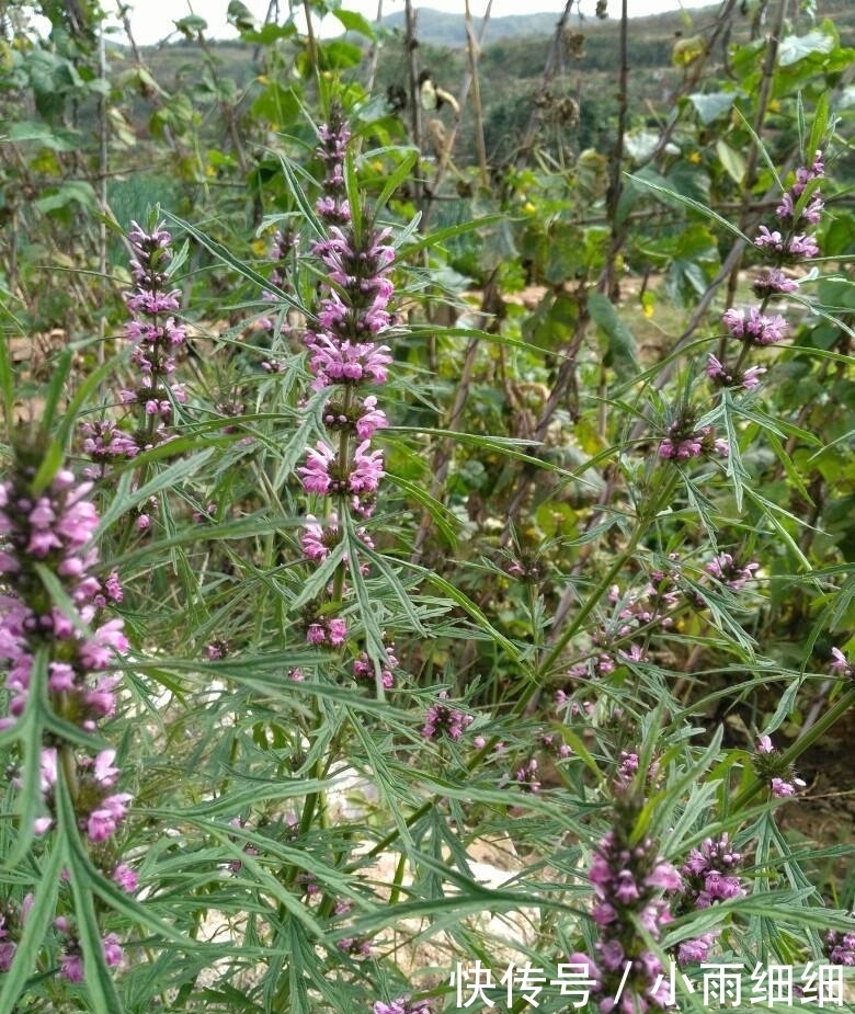 野草|提个醒:在路边遇到这种野草,一定要摘回家,现在了解还不迟