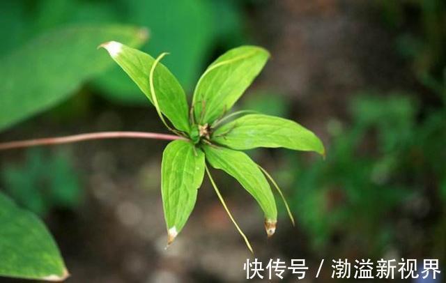 一枝花|“杂草”价值也很高，七叶一枝花比盆景贵，作用更多