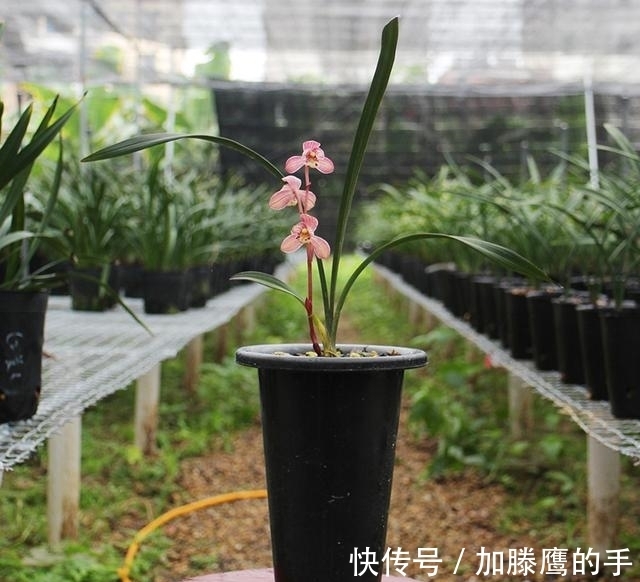 盆栽兰花孕蕾开花期管理技艺