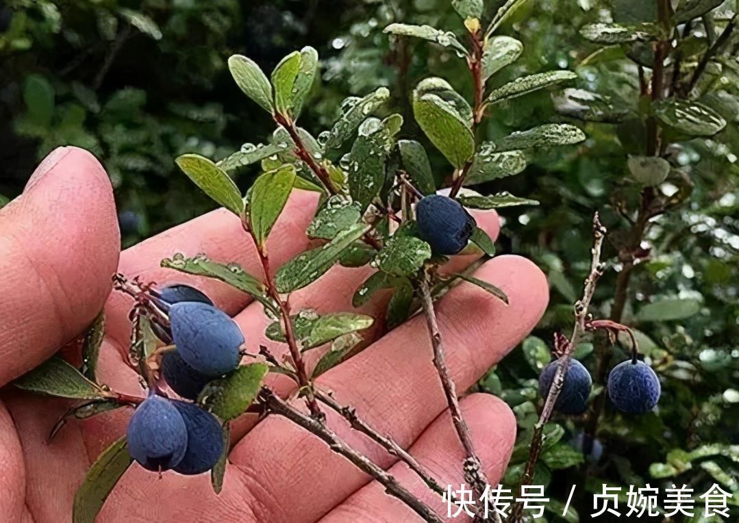 延缓衰老|女性到了中年常吃3种食物,延缓衰老,排毒清肠,增强免疫力!