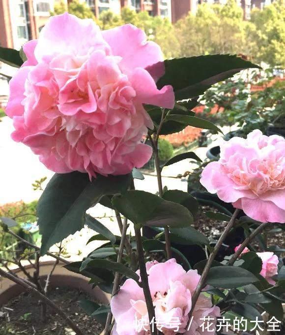 茶花|雨雪天冻不死的3种花,冬天开得旺,放家里喜庆又漂亮