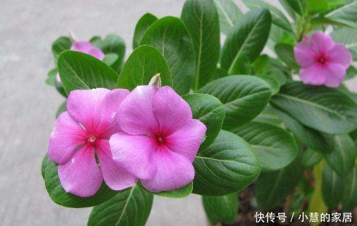 超好养的几款花,秋冬也能开花,花朵妖娆迷人