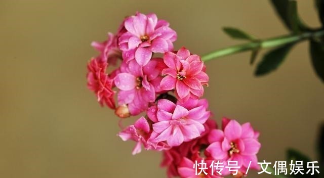 被称为“夏必死”的8种花,我却喜欢买一些,因为能“省”不少钱