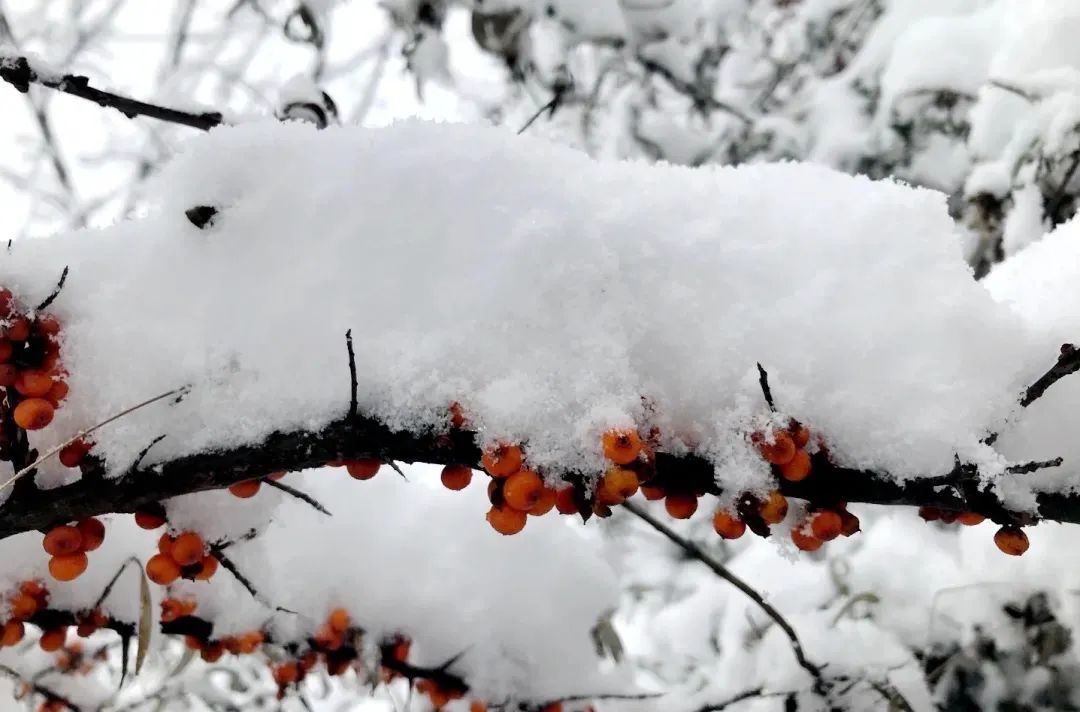 赵建民|临洮今秋第一场雪，比以往来得更早一些……