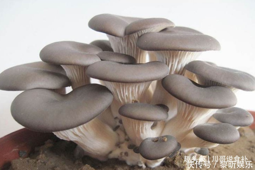 买平菇时，挑大的还是小的老菜农教您一招，别再买错了