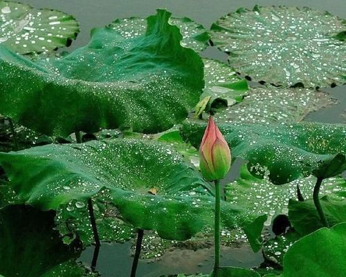 寒气|又上火又怕冷,上热下寒体质怎么调?养生三宝,暖阳气、散寒气!