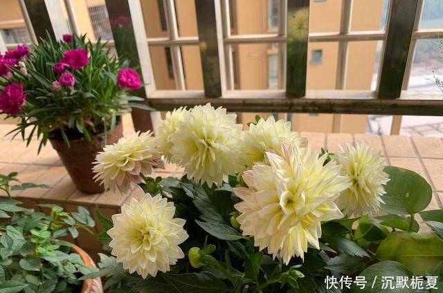 一款很漂亮的世界名花，不输牡丹，花期长，植株低矮，盆栽也可以！