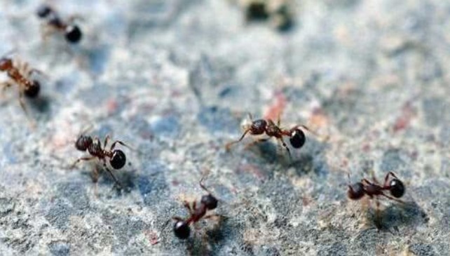 下令|这位将军在入厕时看到一群蚂蚁,立刻下令:快撤,违令者斩