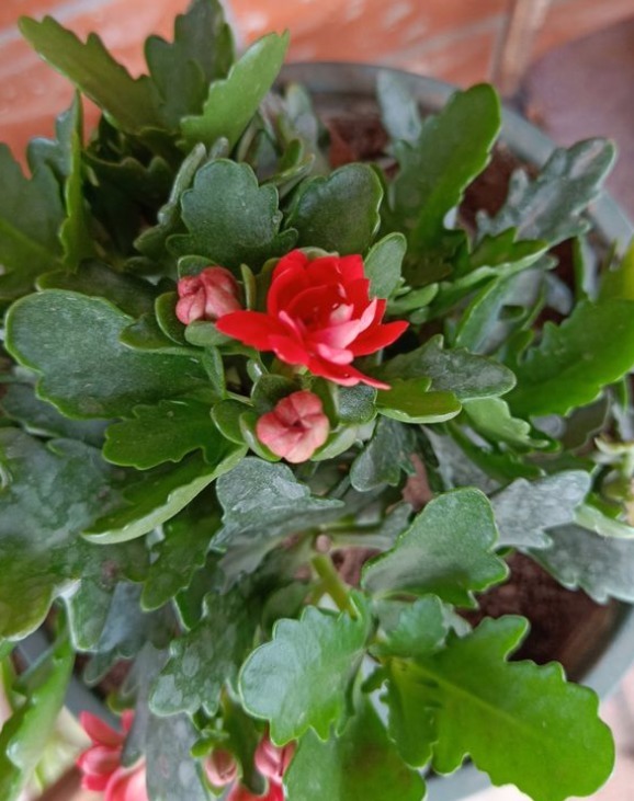 长寿花徒长不开花给你支一招,分分钟美回来!