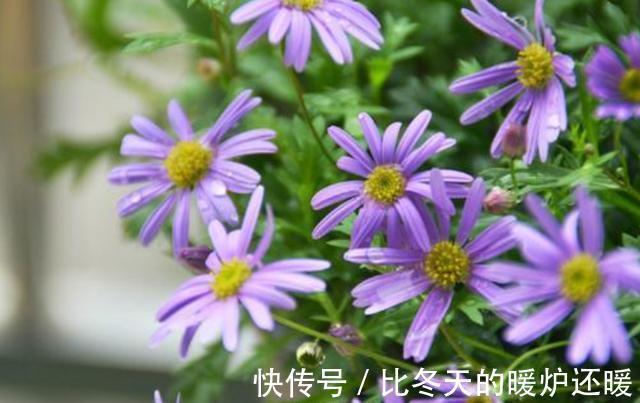 漂亮|3种花适合养在阳台,吊起来养更加漂亮,生命顽强能爆盆,美极了