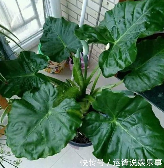 10种不能在室内养的花，家里有老人小孩的要注意！