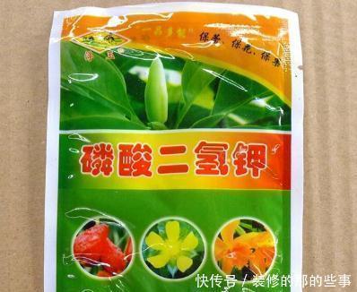 养文竹,浇水加1种粉末,不黄叶、不烂根,新芽蹭蹭长