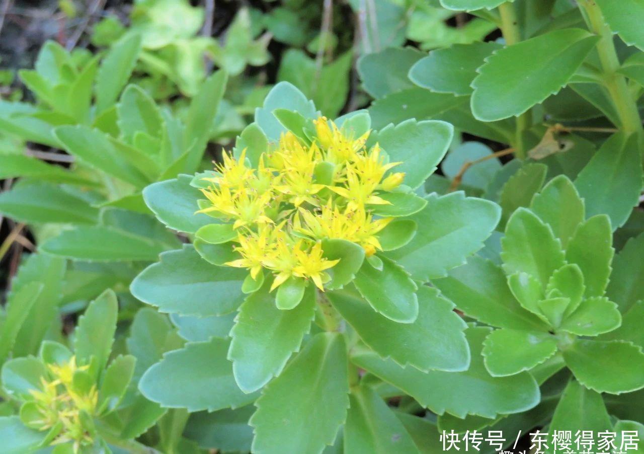 春夏季节开满金黄色花朵的三七景天,很好养的多肉,基本零难度