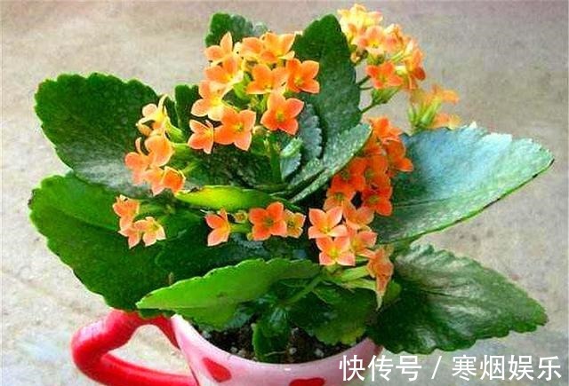 这种长寿花,叶片独特花朵漂亮,不烂根易养护,1年开花300天