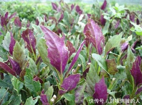 养宫|女人养宫就是保命,3种野菜,养宫护宫,调节内分泌,为健康了解