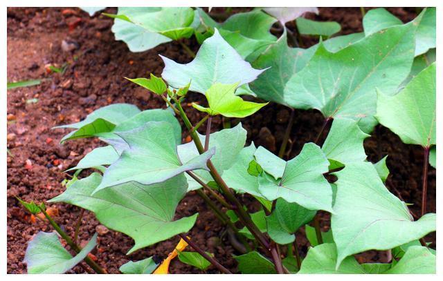 红薯叶|含钙量比牛奶还高的六种蔬菜!经常被你扔掉,营养丰富吃了还补钙