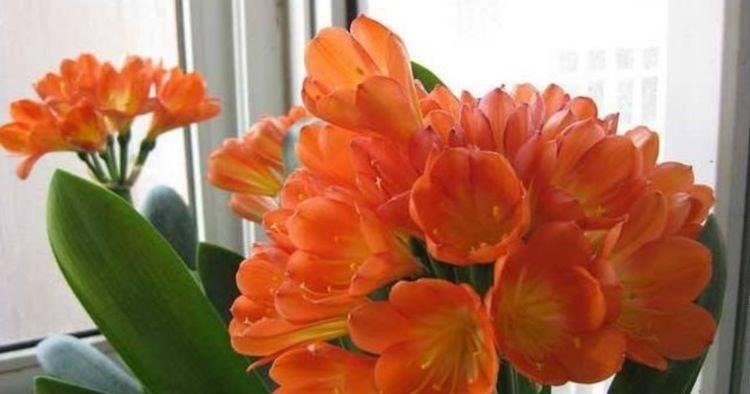 自带“贵气”的3种花,养家里1盆,开花富贵、阳台变成小花园!