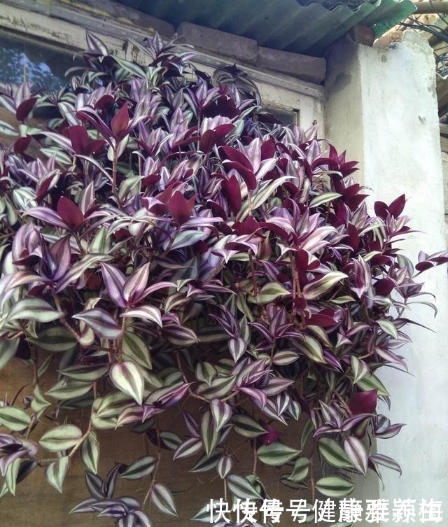 吊竹梅|别养绿萝了,这花比绿萝好看好养,邻居一口气养了20盆!