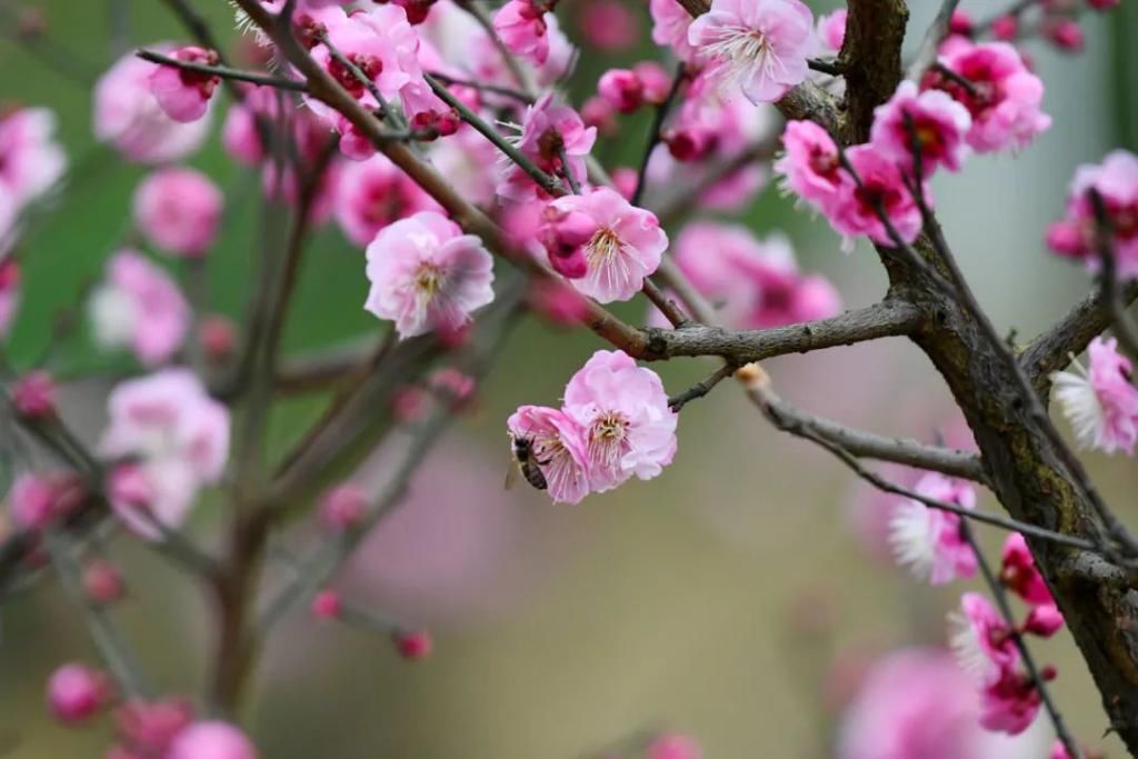 中年|争奇斗艳！春天游贵州从赏花开始
