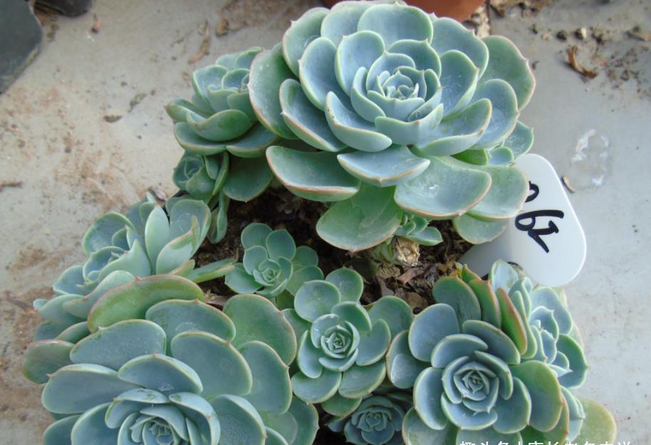 多肉|夏天最不容易养活的10种多肉,环境不好或者没有经验的肉友请绕行