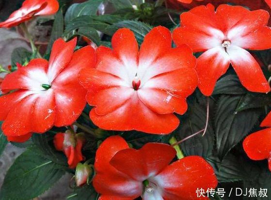 四月二十五日开始,家养此款花卉,花开美观又大气,花香清新怡人