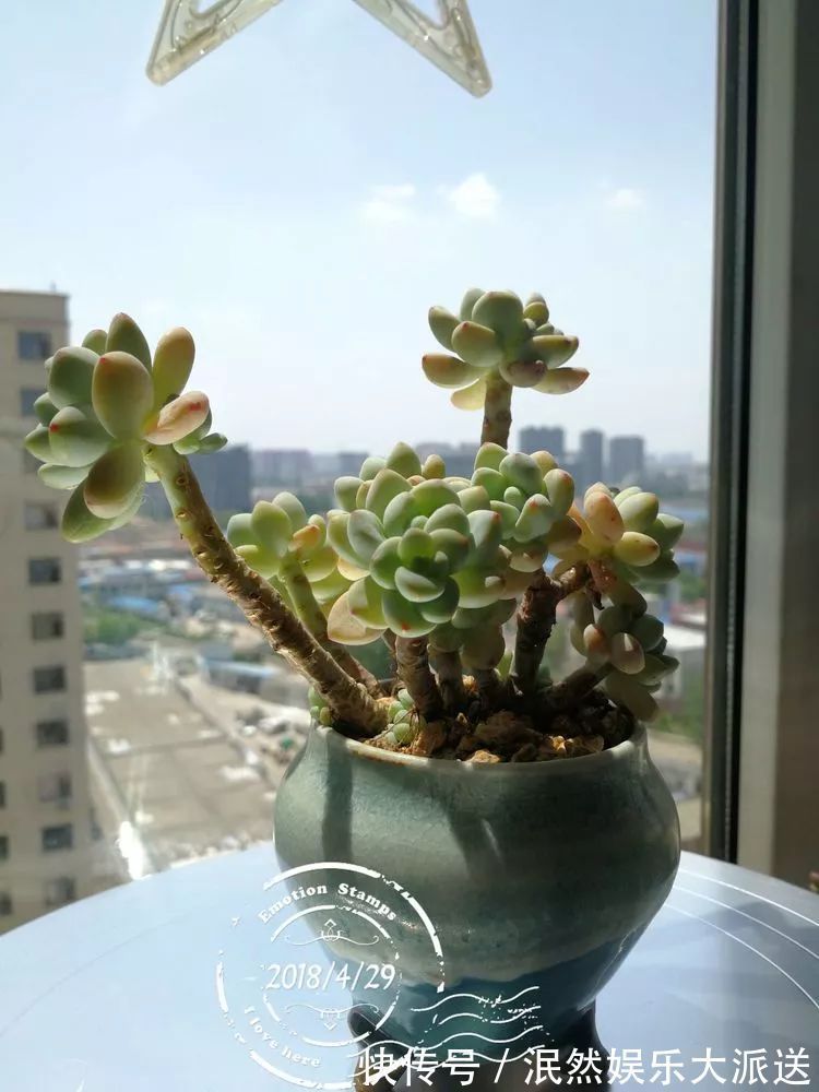 蚧壳虫|为肉痴狂!多肉植物也会用最美的容颜报答我们的勤劳付出!