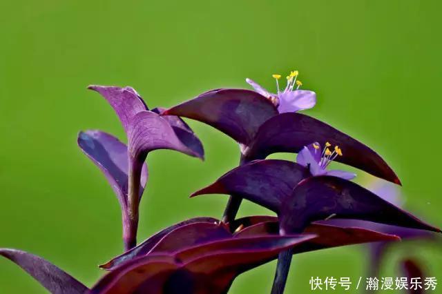 这3种吊兰千万别这么养,不然疯长爆芽,控制不住!