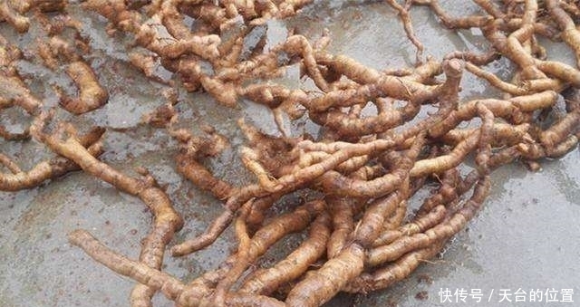 植物|农村山上的这种植物, 外形像人参, 药理作用强,可以强身健体