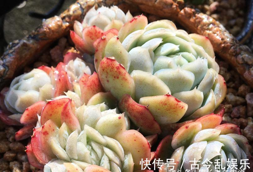 多肉冰梅最适合露养，快让它去室外沐浴日光，等冬天美得不可方物