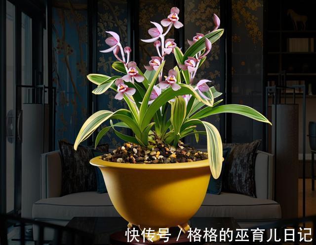 它和“吊兰”一样好养，花叶双艺，芳香怡人，勤花勤草显档次