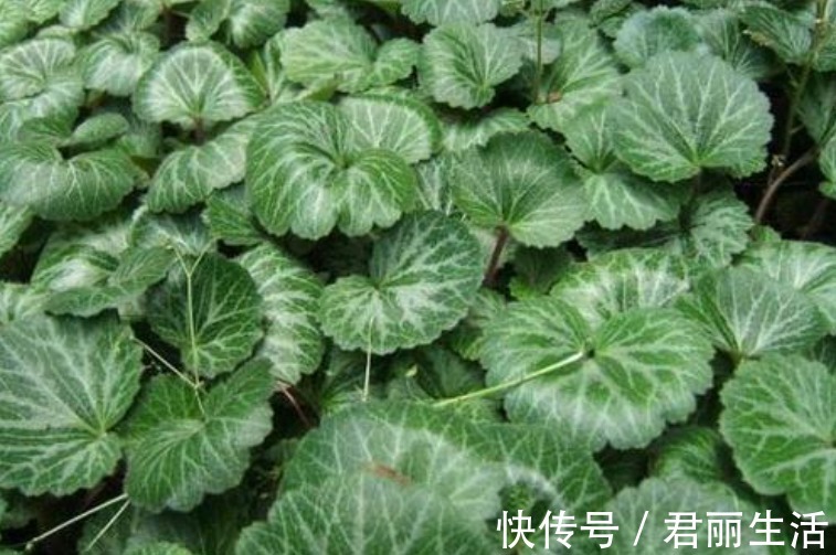 治疗|乡村一种治疗耳朵的野草,曾不被人们重视,现在价格昂贵